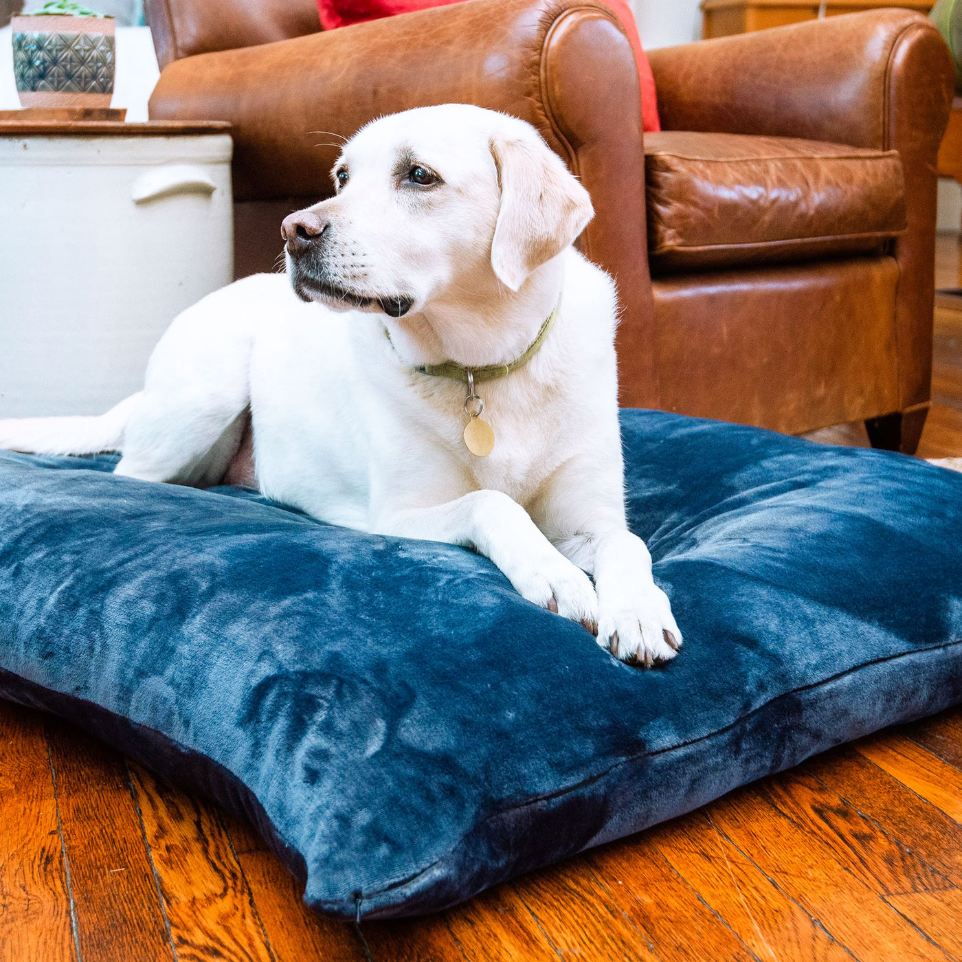 Best Dog Blankets & Softest Dog Beds by American Blanket Company ...